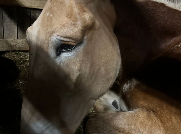 Lily's Ranch and Rescue