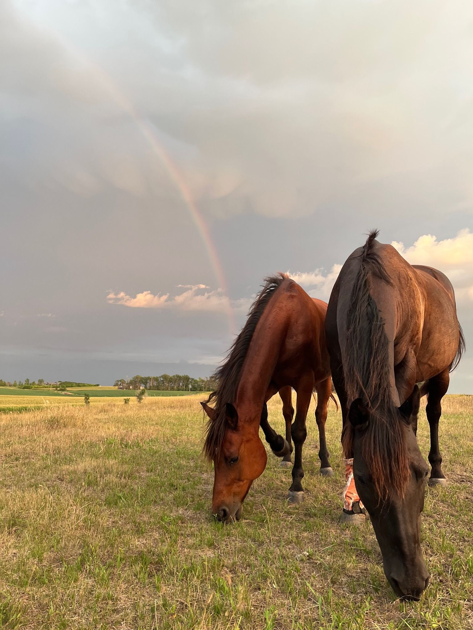 Borderlands Horse Sanctuary