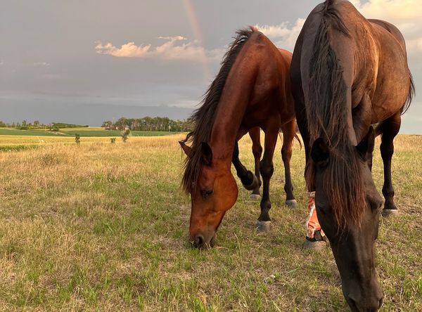 Borderlands Horse Sanctuary