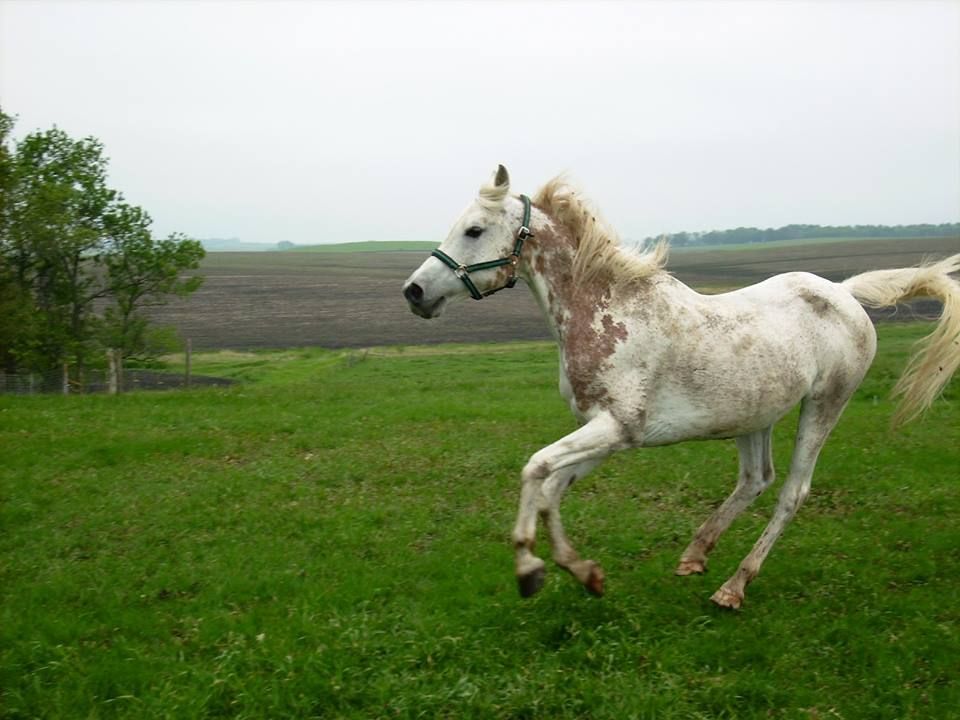 Borderlands Horse Sanctuary