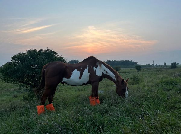 Borderlands Horse Sanctuary