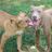 River Cities Bully Buddies