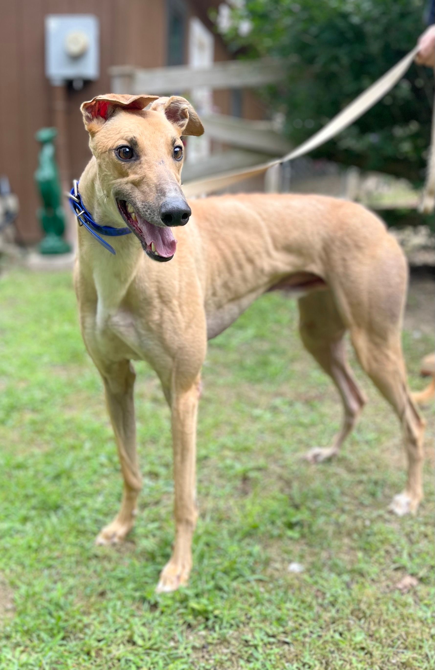 Paws on the MOUNTAIN