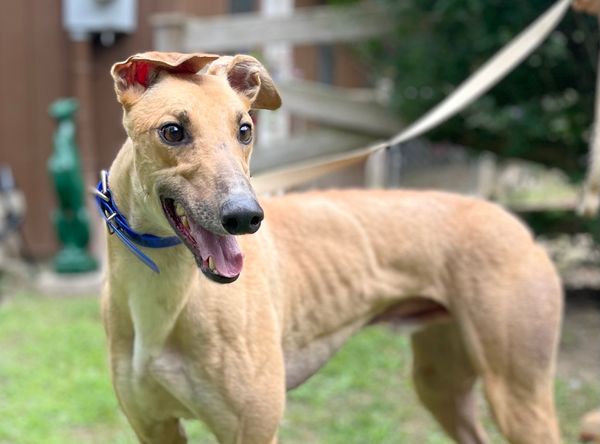 Paws on the MOUNTAIN