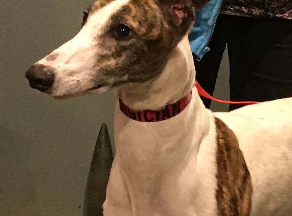 Paws on the MOUNTAIN