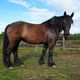 Shenandoah Valley Equine Rescue Network