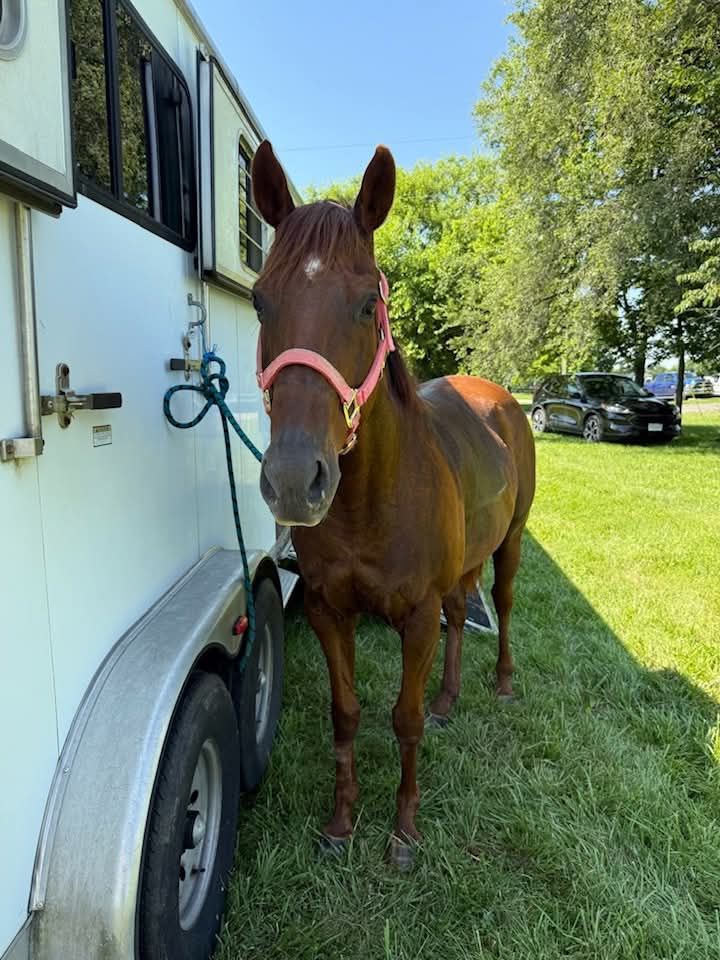 Shenandoah Valley Equine Rescue Network