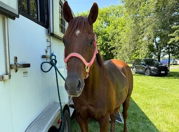 Shenandoah Valley Equine Rescue Network