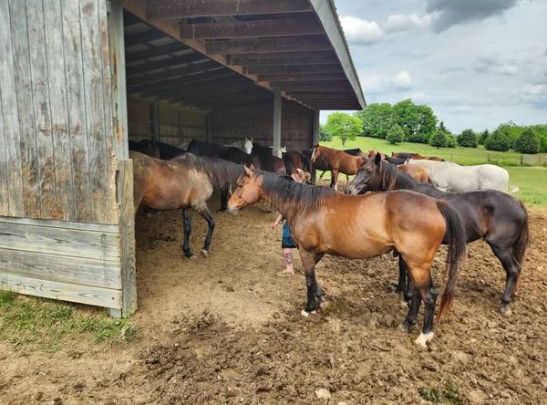 Shenandoah Valley Equine Rescue Network