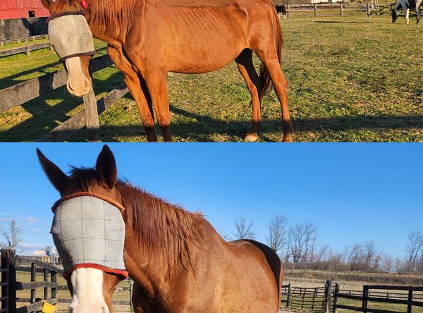 Shenandoah Valley Equine Rescue Network
