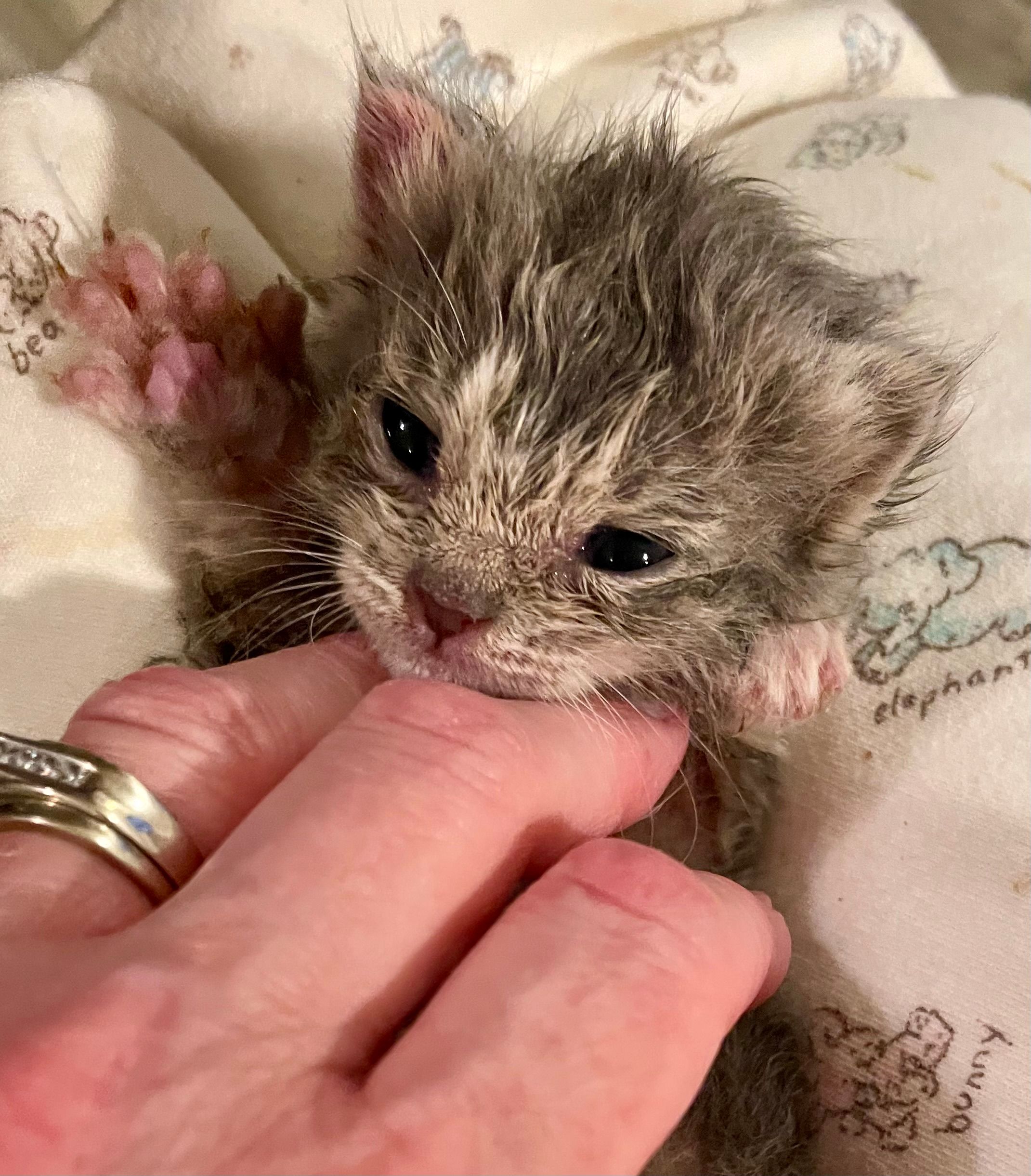 Lakewood Kitten Rescue
