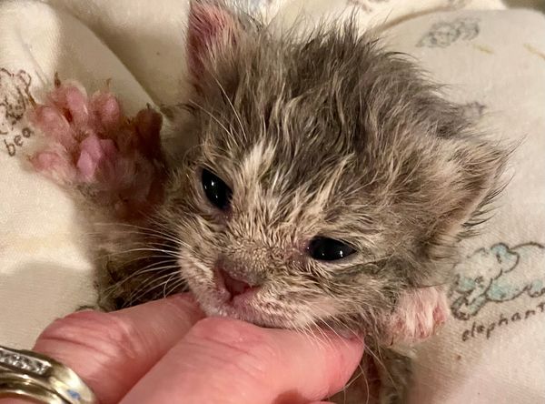 Lakewood Kitten Rescue