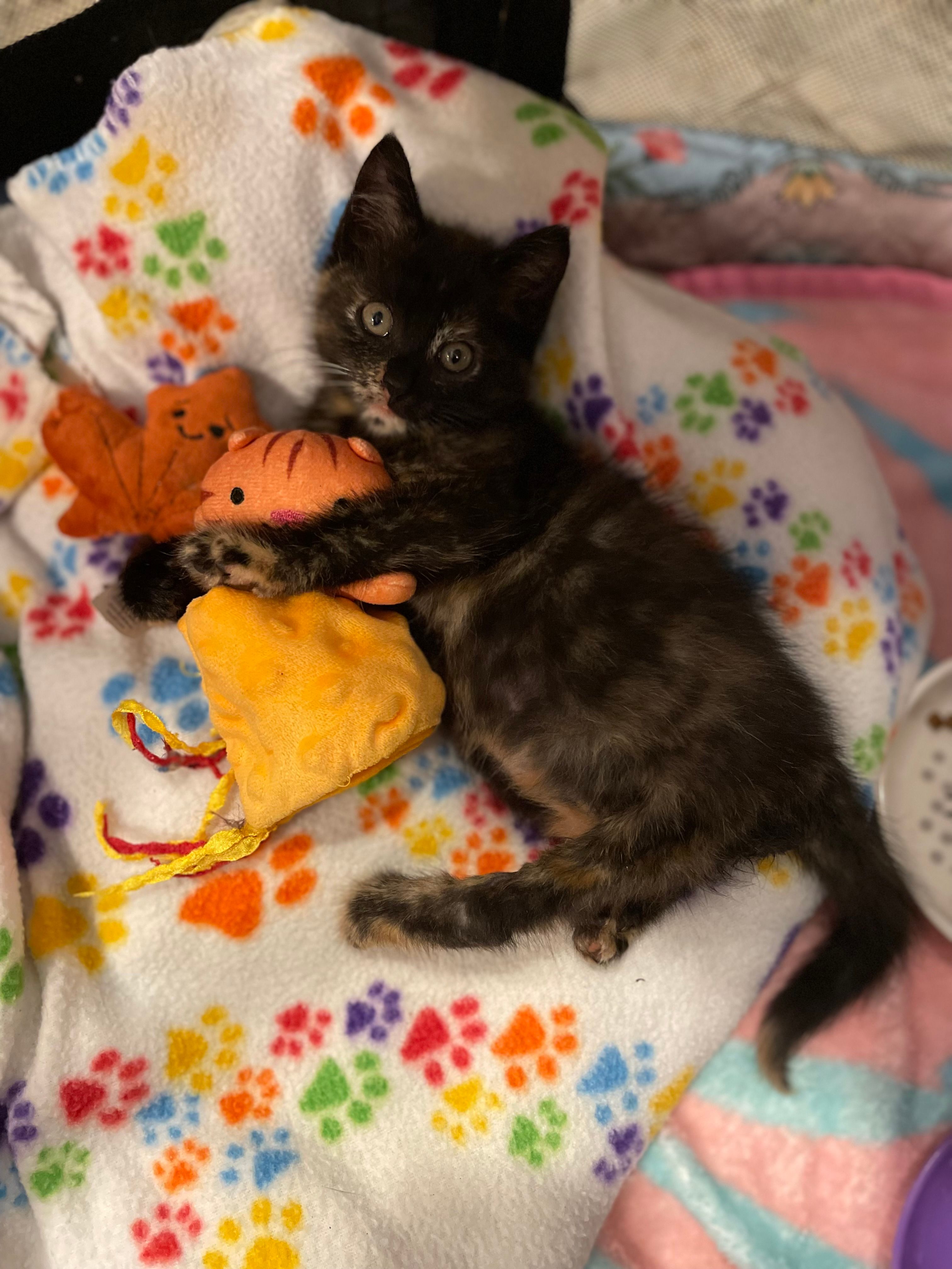 Lakewood Kitten Rescue