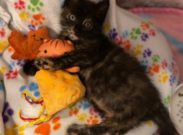 Lakewood Kitten Rescue