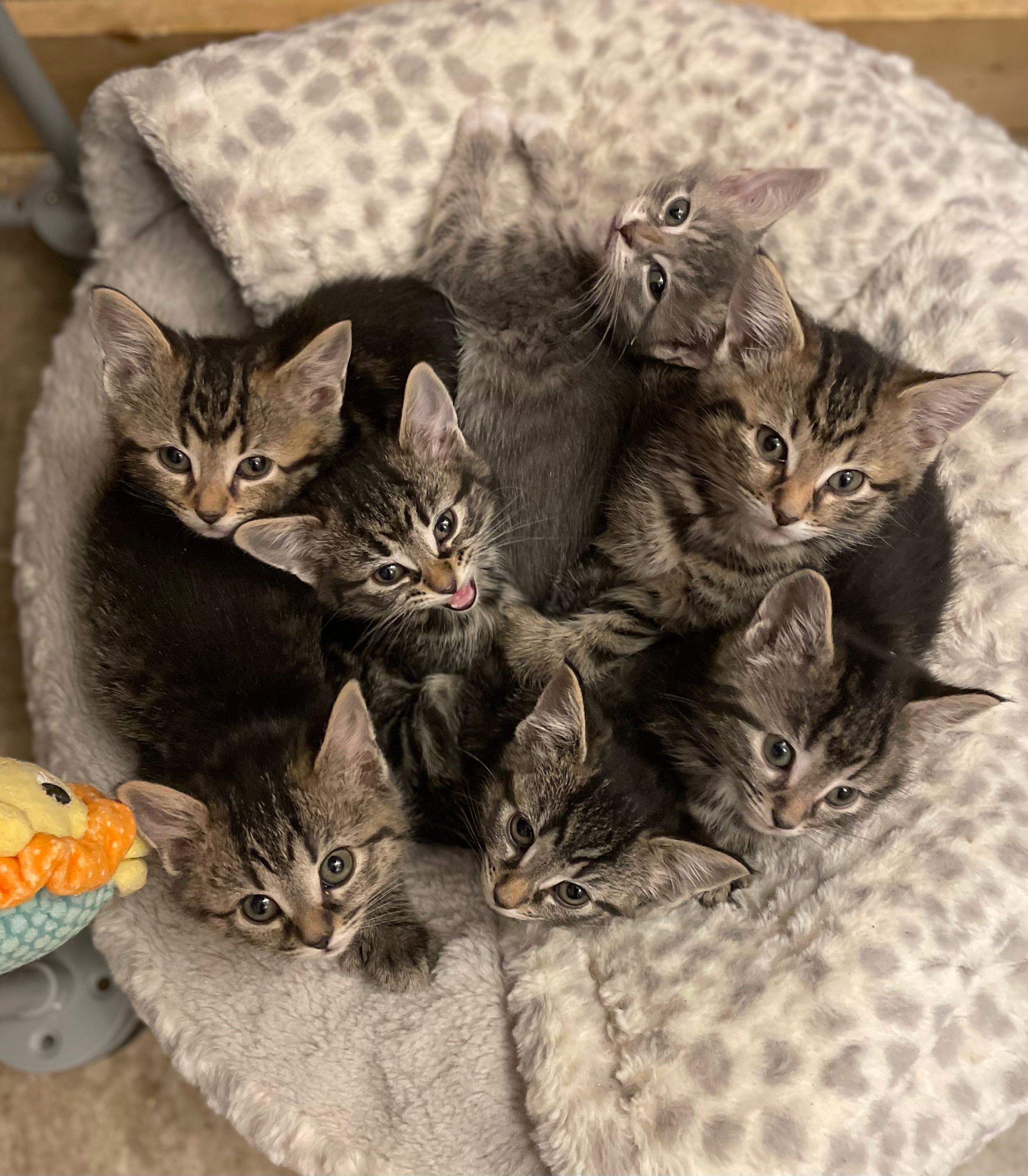 Lakewood Kitten Rescue