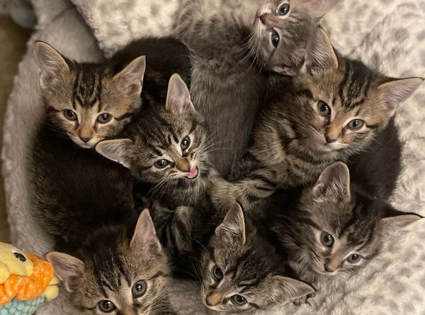 Lakewood Kitten Rescue