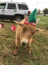 Faeryland's Farm Menagerie