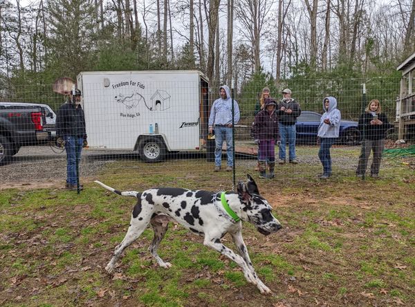 Freedom For Fido