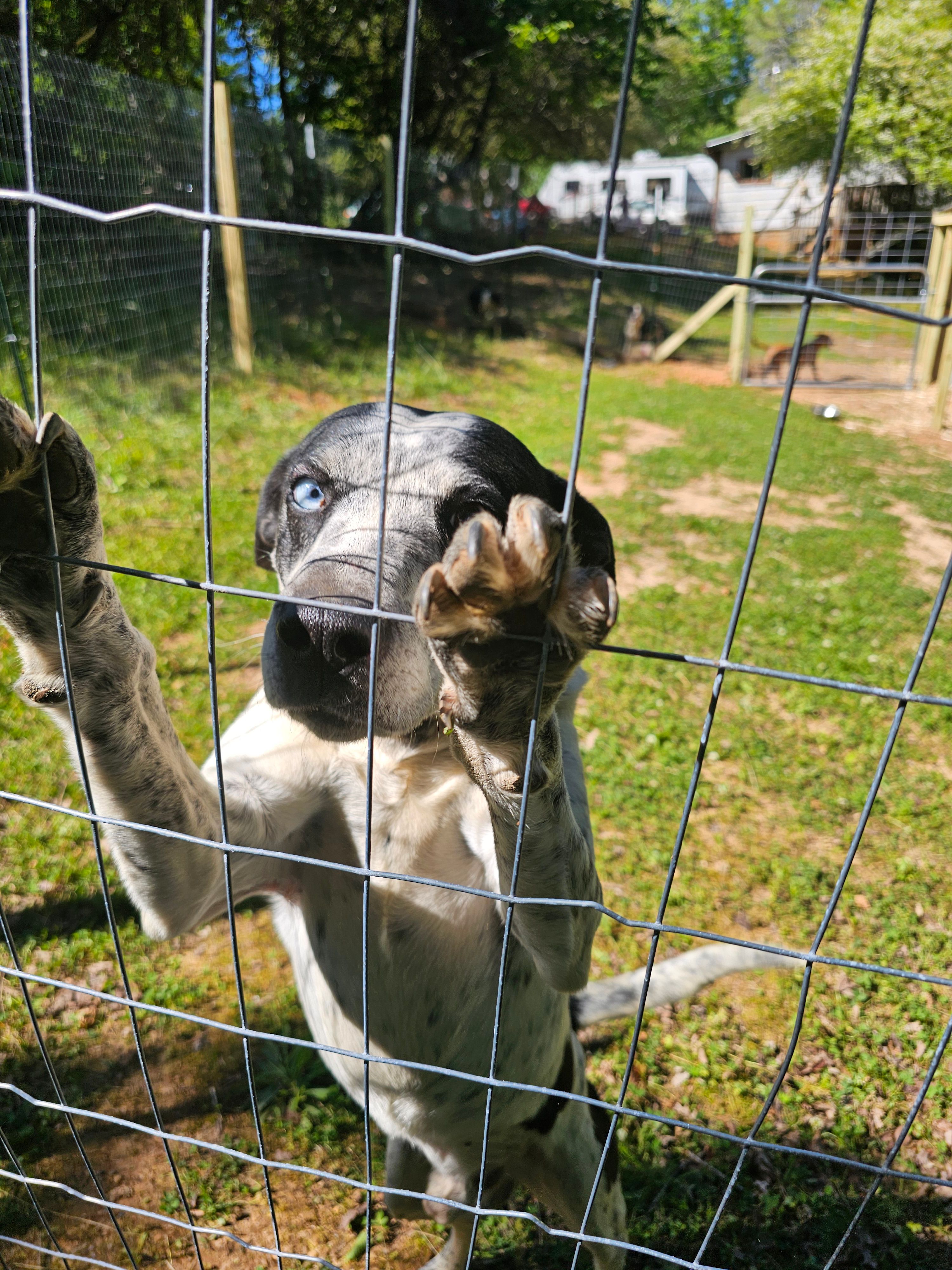 Freedom For Fido