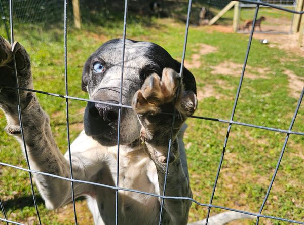 Freedom For Fido