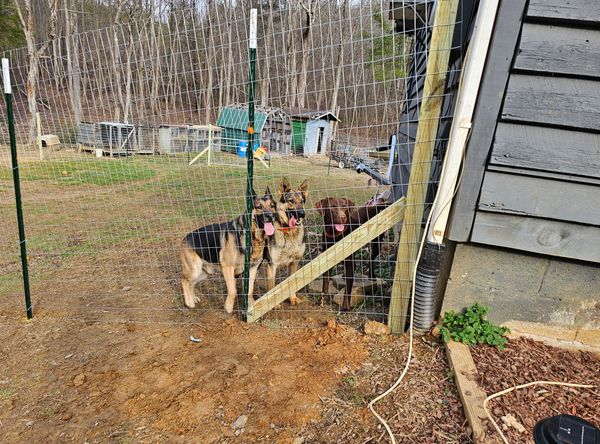 Freedom For Fido