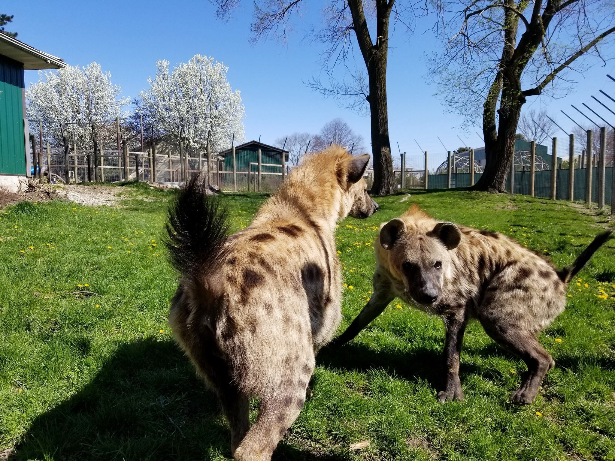 S.A.B.L.E., Inc. “Saving Animals By Lasting Encounters”