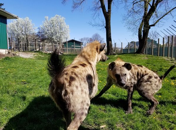 S.A.B.L.E., Inc. “Saving Animals By Lasting Encounters”