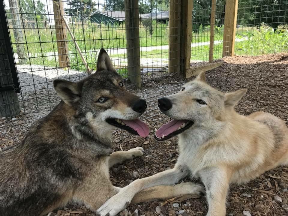 S.A.B.L.E., Inc. “Saving Animals By Lasting Encounters”