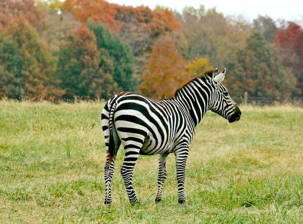 S.A.B.L.E., Inc. “Saving Animals By Lasting Encounters”