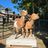 WoodHaven Rescue Farm Inc.