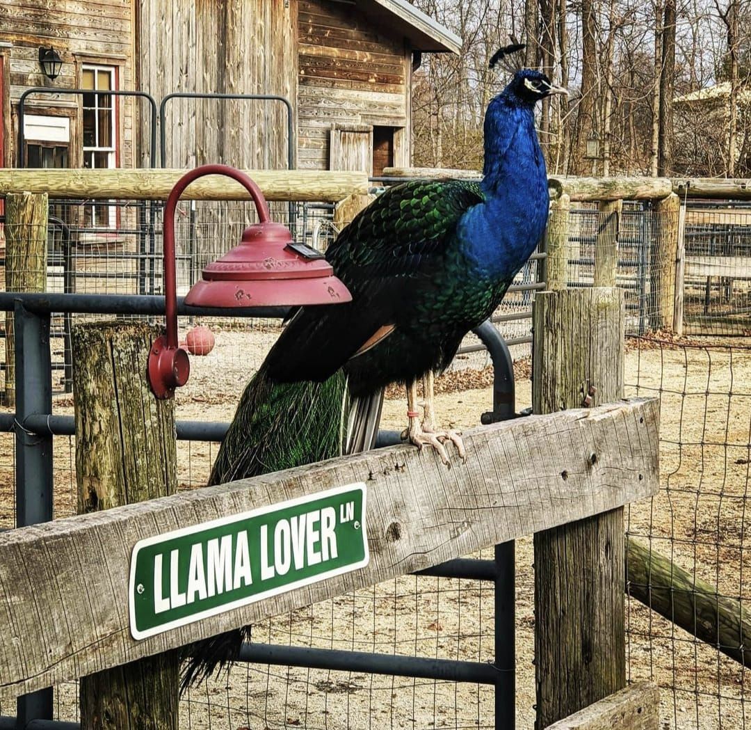 WoodHaven Rescue Farm Inc.