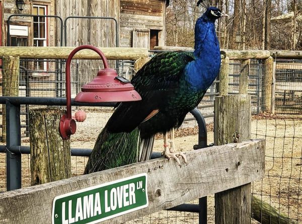 WoodHaven Rescue Farm Inc.