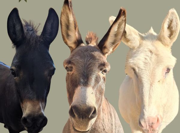 WoodHaven Rescue Farm Inc.