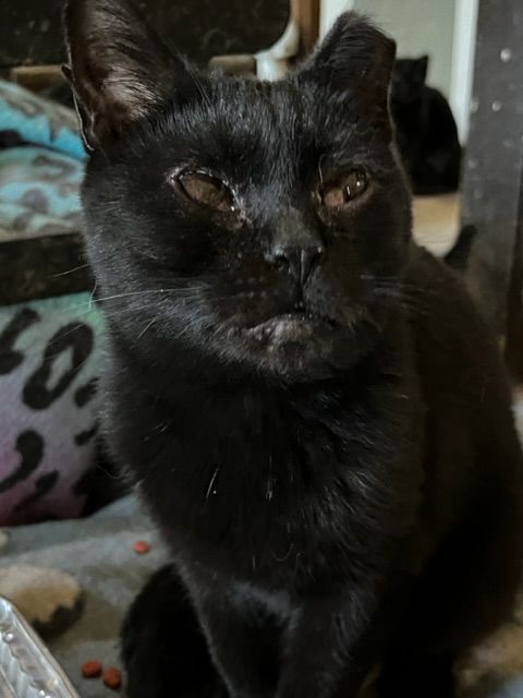 Loving Paws Animal Center