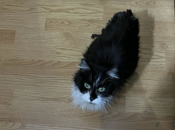 Loving Paws Animal Center