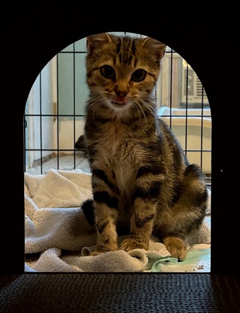 Erica’s Rescue and Humane Society