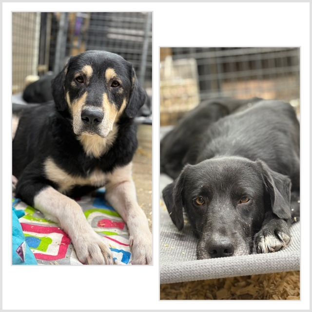 Erica’s Rescue and Humane Society