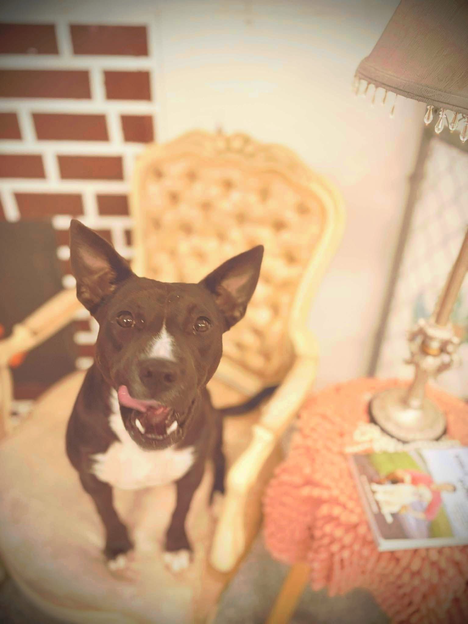 Erica’s Rescue and Humane Society