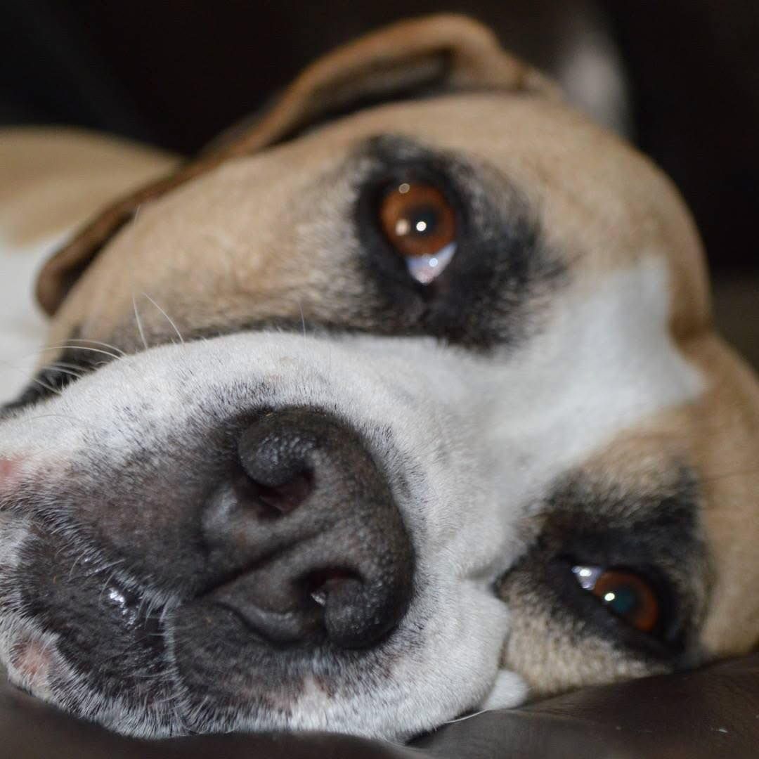 Go dogs Go Rescue inc