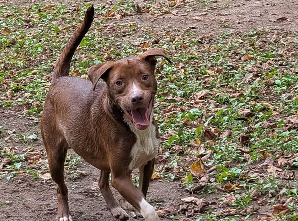 Go dogs Go Rescue inc