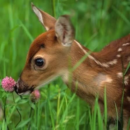 Kellys Westshore Animal Friends Inc