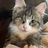 Oceana County Animal Friends
