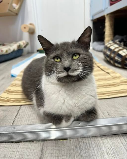 Oceana County Animal Friends