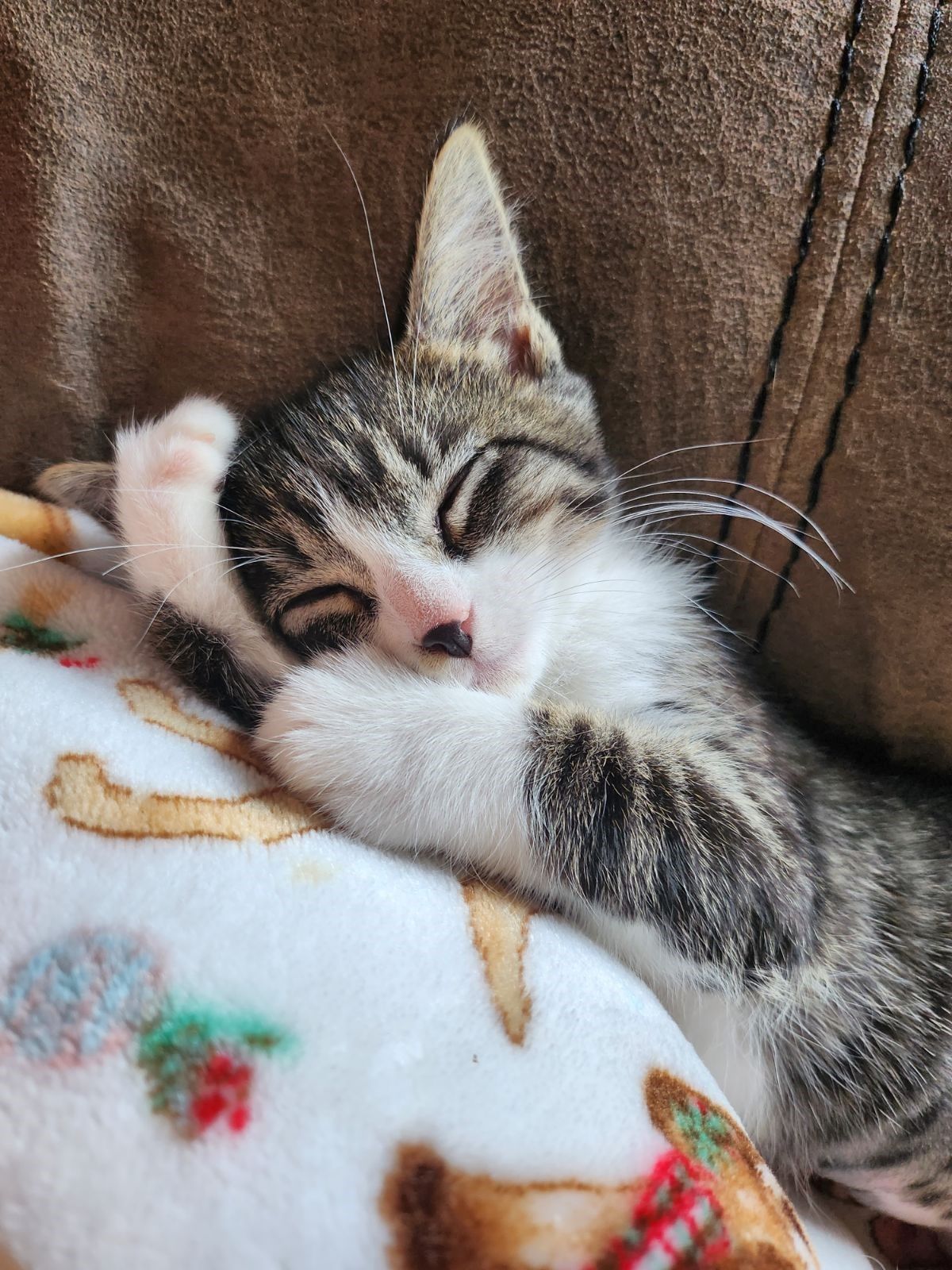 Oceana County Animal Friends