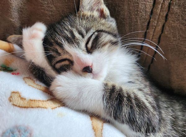 Oceana County Animal Friends