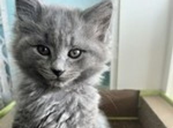 Oceana County Animal Friends