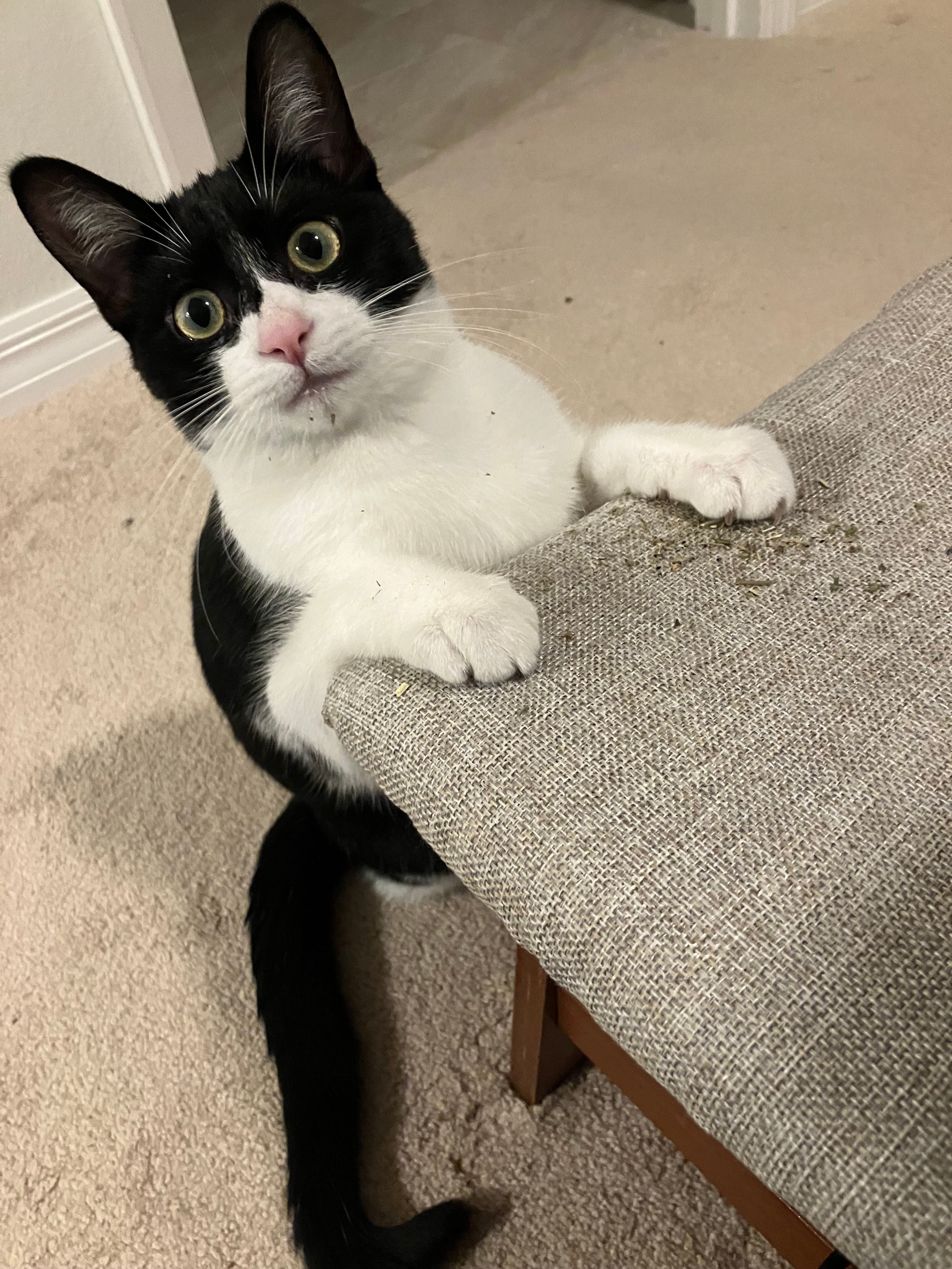 Lakeshore Animal Friends