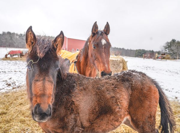 P’Nuts Freedom Farm Animal Sanctuary