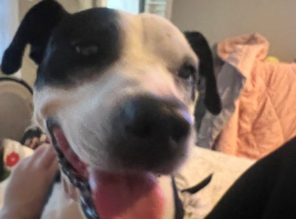 Strong Paws Rescue, Inc.