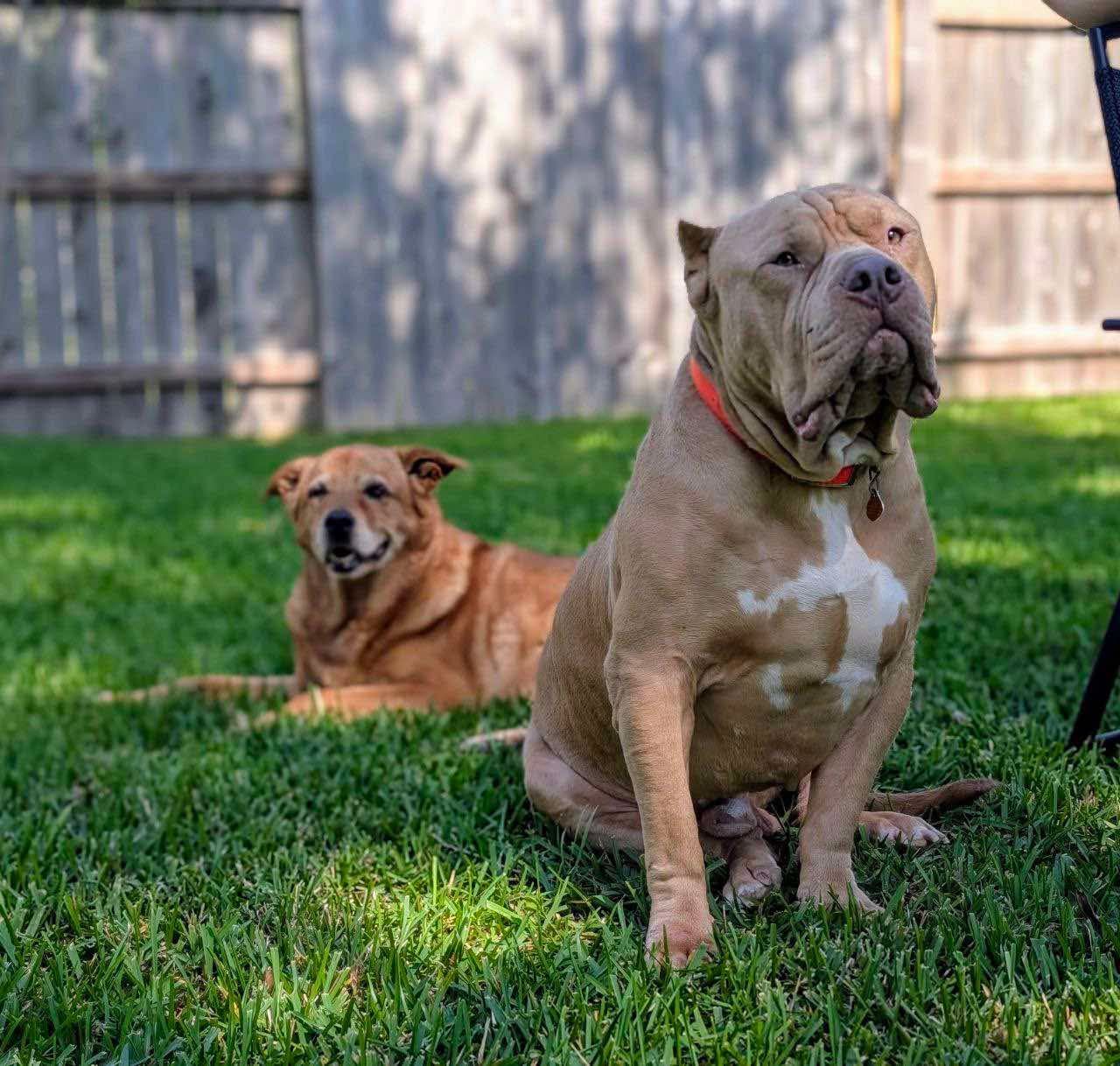 Strong Paws Rescue, Inc.